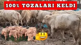 100% lik Tozza 1 -so’rt Aulikol buqalari keldi Shoshiling va ulgurib qoling.