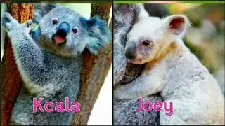 What are baby animals called new 2020| Baby animals | Animals for kids