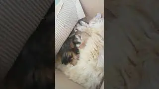 Yavrularını emziren anne kedi
