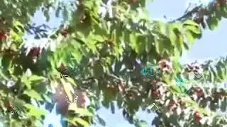 Язгулом кухои хушруй дорад\Язгулом гулхои хушбуй дорад