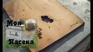Объединение пчел весной, сами семьи объединились.
