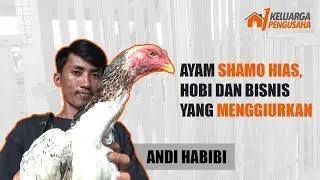 Andi Habibi | Pengusaha Ayam Shamo Hias