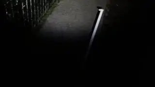 bear in public