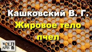 #Кашковский В.Г. Жировое тело пчел