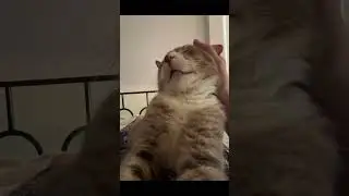 Cat Rescued From Abandoned House Relaxes in Foster