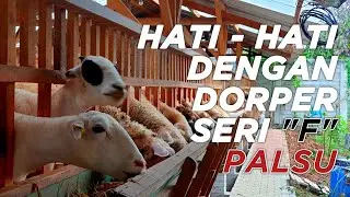PETERNAK PEMULA, HATI - HATI DENGAN DORPER SERI F PALSU