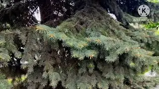 Картинки уходящего мая под музыку Сергея Чекалина.
