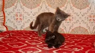 الزعيمThe strange cat known as the leader eats his brother with joyالقط  الزعيم ياكل اخاه من الفرح
