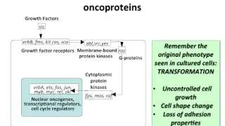 Virology 2013 Lecture #19 - Transformation and oncogenesis
