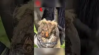 Спас копыто лошади ❤️