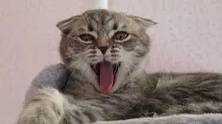 Just a cool cat scottish fold yawns  Просто класна кішка шотландська вислоуха позіхає