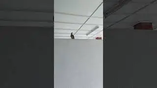 Chirping birds. Can you identify the species?