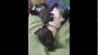 Adopt Sweet MJ - www.coppersdream.org
