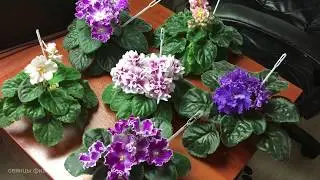 Сеянцы фиалок в работе из коллекции Фиалковода. 4 июня 2019 года