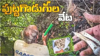 Natural Mushrooms (పుట్టగొడుగు)   | Searching | Village Style | Best Season food | Puttagodugulu