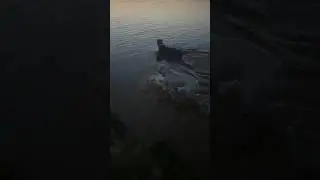 Кане-Корсо Трой #белый в первые увидел открытую воду