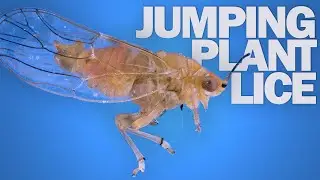 Jumping Plant Lice: The Fastest Front-Flipping Insects