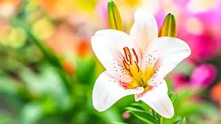 Healing Music for Relieving Stress, Fatigue, Depression, Negativity, Detox of Negative Emotions