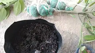 Cangkok jeruk nipis, belum pernah gagal