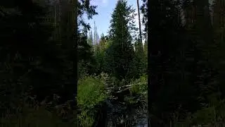 Таёжный ручей (смотреть со звуком) #nature #поход