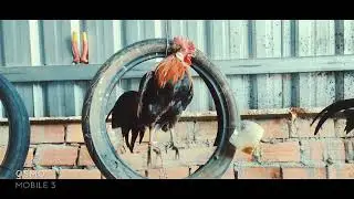 red junglefowl farm Indonesia