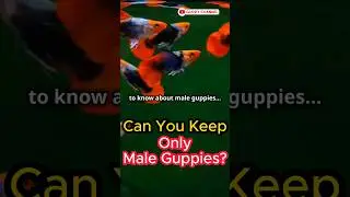 Guppy Fish Care - Can You Keep Only Male Guppies? #fishtank #guppychannel #aquarium