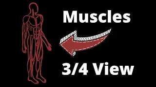 How to Draw the Muscles in 3/4 View - Anatomy for Artists