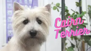 Cairn Terrier pet style 🐾