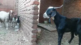 Sheep and goat meat is very good for health.GR Animals