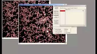 Using the Batch Process Macro - Image-Pro Plus