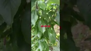 Cherry 🍒