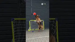 breaking a world record with my dog