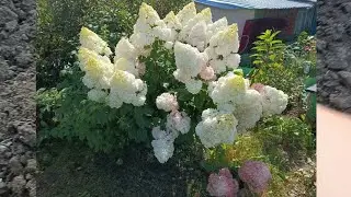 Новая клумба с гортензиями🌺 Перевалка из горшков.