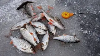 First ice on Kurtyuga 2017. Roach and perch without bait.