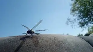 first flight of dragonfly! 20230508