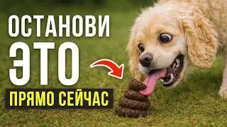 Почему собака ЕСТ г*вно? / НЕОЧЕВИДНЫЕ причины такого поведения собаки