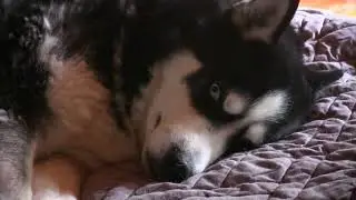Husky has funny tantrum until he gets some attention!
