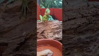 Вот так выглядят тайгановцы