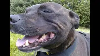 BISCUIT @ EXETER SERVICES 16 JULY 2016 xxx