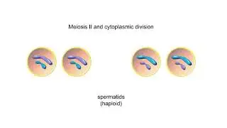 Egg and Sperm Formations in Animals Animation