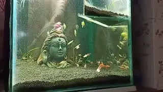 Widow Tetra