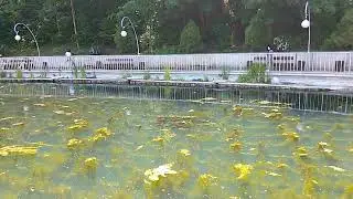 Воронеж центральный парк карпы в пруду