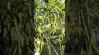 Menanam yuks, memanfaatkan polibex kecil alhamdulillah sudah menghasilkan cabe yg subur.