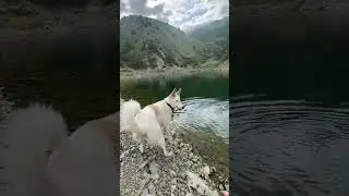 Itlar bilan xayking (Qirg'izistondagi sarguzashtlar)