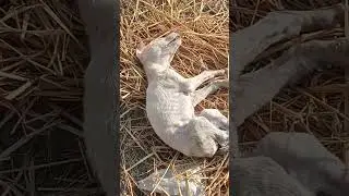 baby dog ​​heart video viral baby dog death😥😭😓
