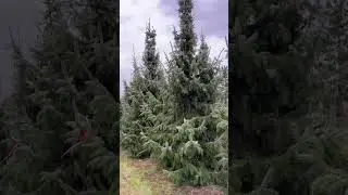Ель сербская Оморика Селект | Picea Omorika Select