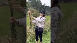 Estetik