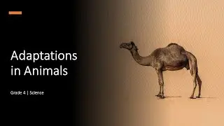 Adaptations in Animals| Class 4 | ICSE | Science | Quick Revision|Science Olympiad| Chapter 4| CBSE