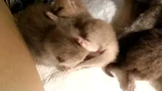 Кошка,кормление малышей