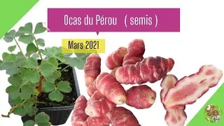 Ocas du Pérou